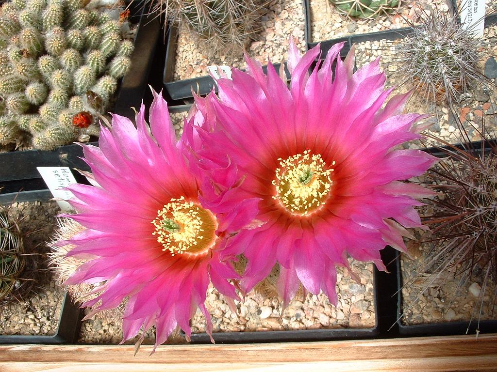 Echinocereus reichenbachii.JPG